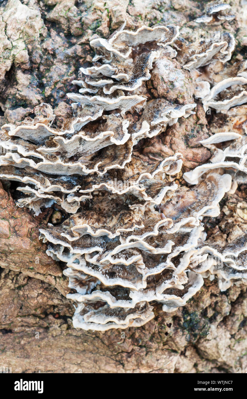 Non staffa senza branchie funghi Coriolus versicolor cresce su un fellen Albero morto Foto Stock