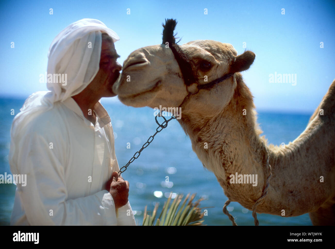 Uomo marocchino kissing cammello Foto Stock