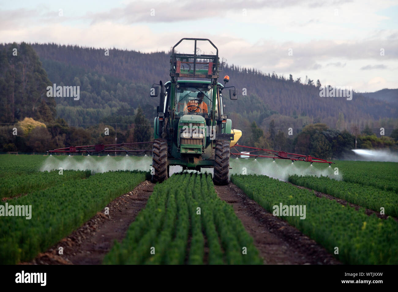 Foto di Tim Cuff - 20 Febbraio 2019 - Pino piantine crescente della arborgen nursery, Spring Grove, Nelson, Nuova Zelanda Foto Stock