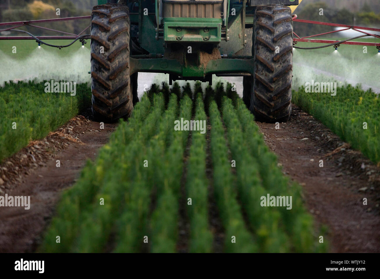 Foto di Tim Cuff - 20 Febbraio 2019 - Pino piantine crescente della arborgen nursery, Spring Grove, Nelson, Nuova Zelanda Foto Stock
