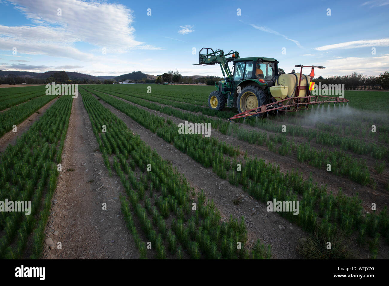 Foto di Tim Cuff - 20 Febbraio 2019 - Pino piantine crescente della arborgen nursery, Spring Grove, Nelson, Nuova Zelanda Foto Stock