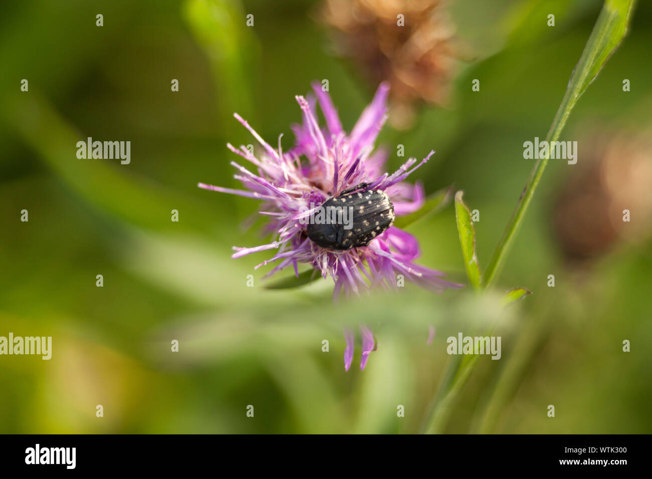 Bianco rosa macchiato beetle Oxythyrea funesta fitofagi beetle Foto Stock
