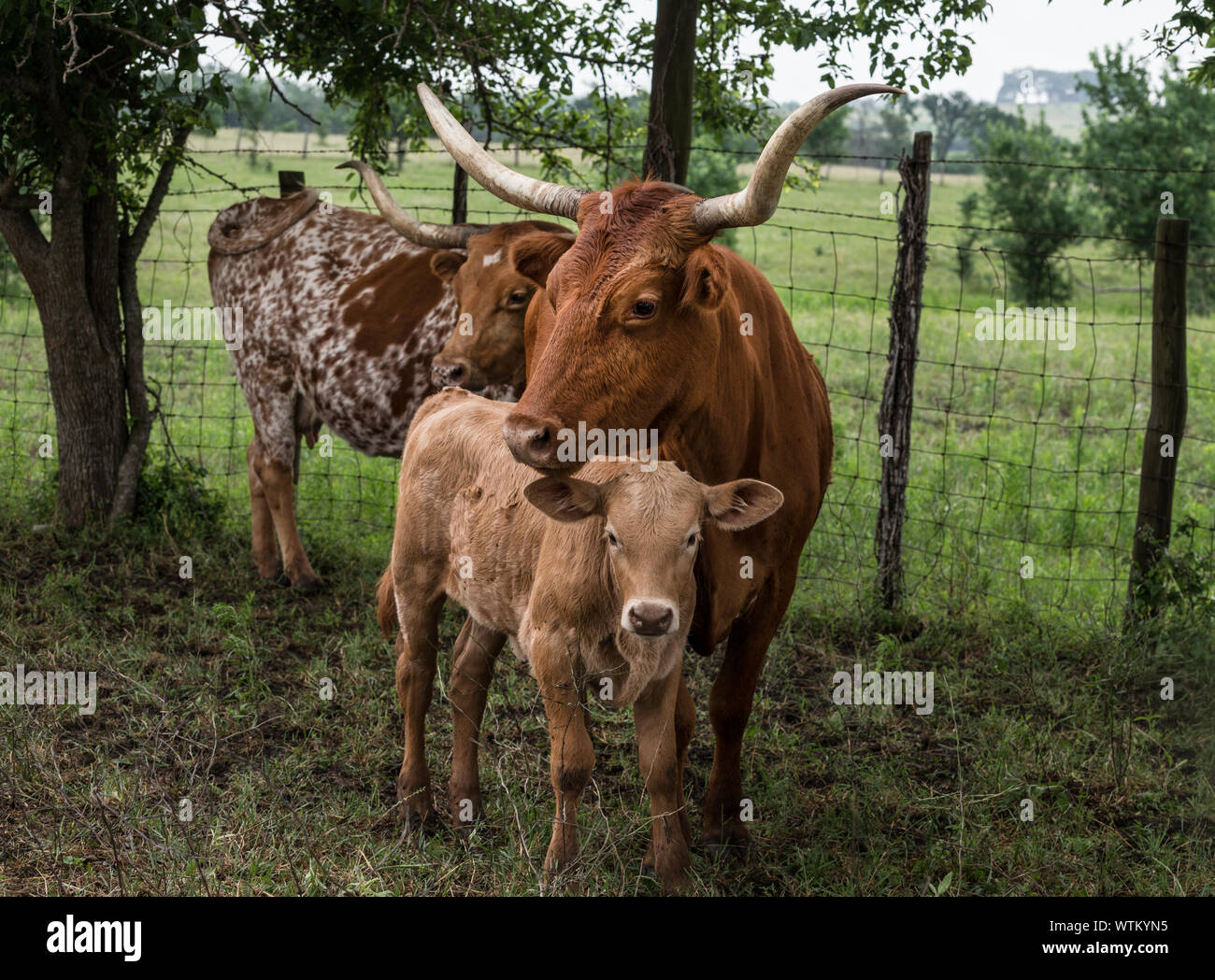 Madre longhorn e il suo vitello a 1.800 acri Lonesome Ranch di pino, un gruppo di lavoro di ranch di bestiame che è parte del Texas ranch vita ranch resort vicino Chappell Hill nella contea di Austin, Texas Foto Stock