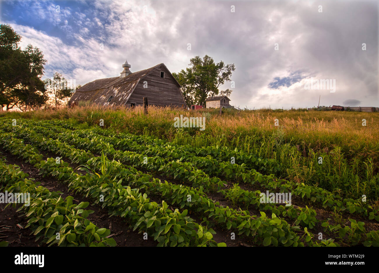 Campo di soia all'alba con il vecchio fienile Foto Stock