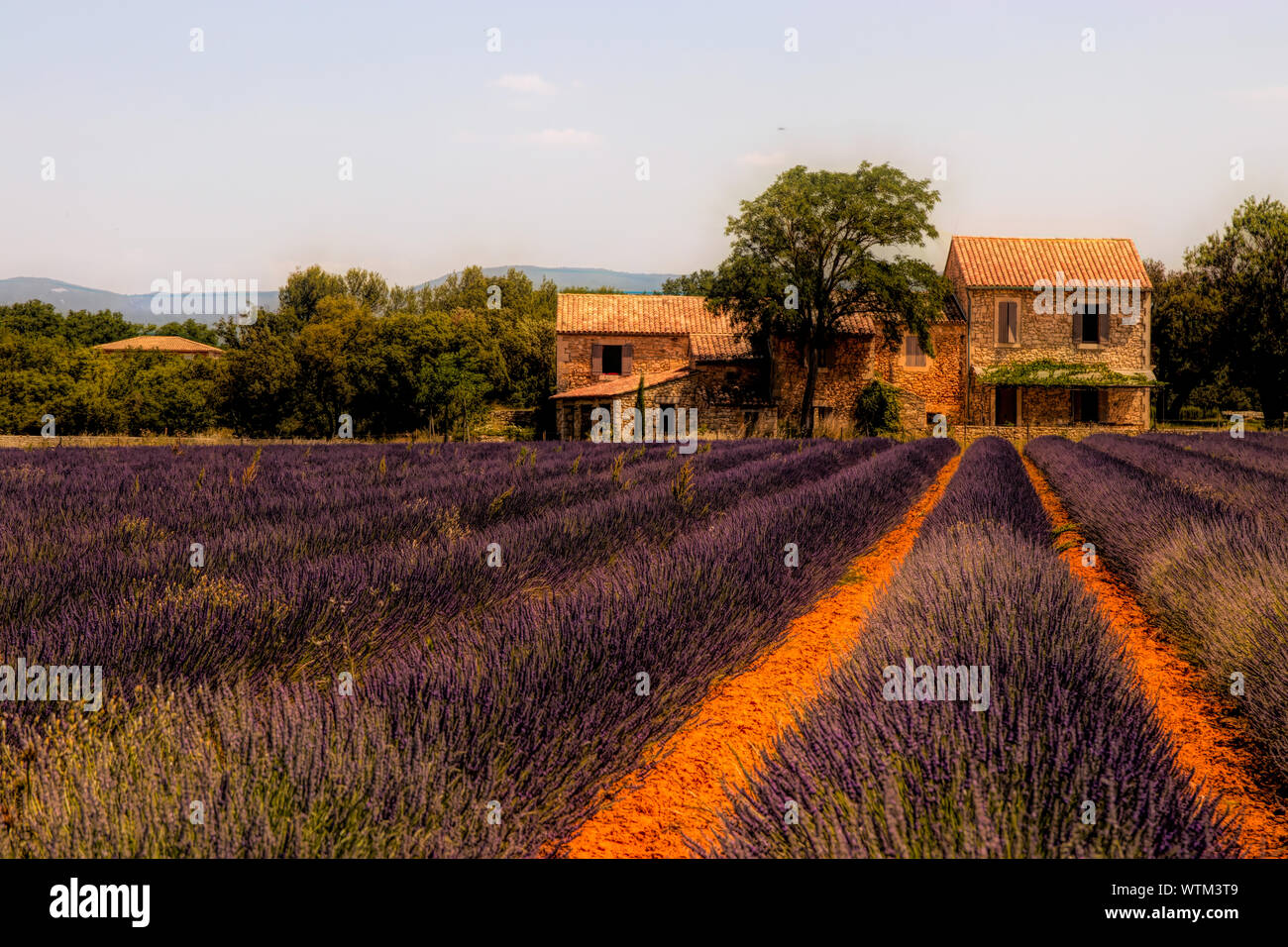 L'incredibilmente bei campi di lavanda in Provenza, Francia Foto Stock