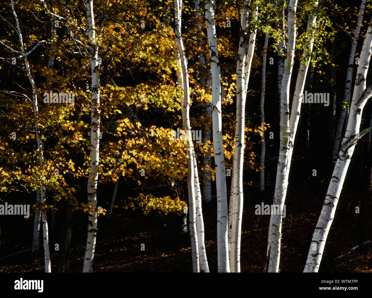 Vermont boschetto di betulle in autunno la luce Foto Stock
