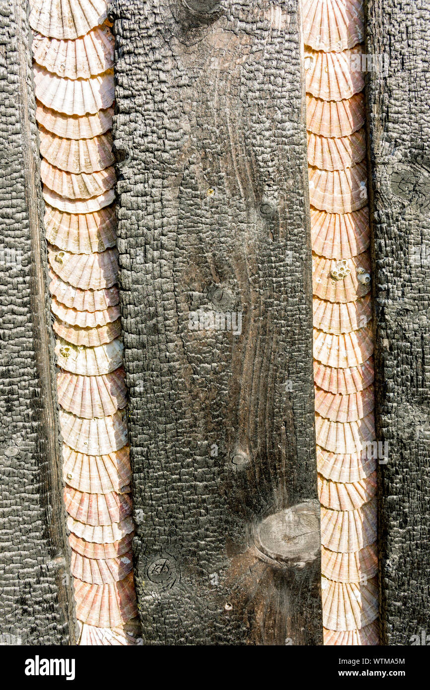 Legni carbonizzati scherma con conchiglie di mare a Calgary Arte nella Natura Visitor Center, Calgary Bay, Isle of Mull, Scotland, Regno Unito Foto Stock