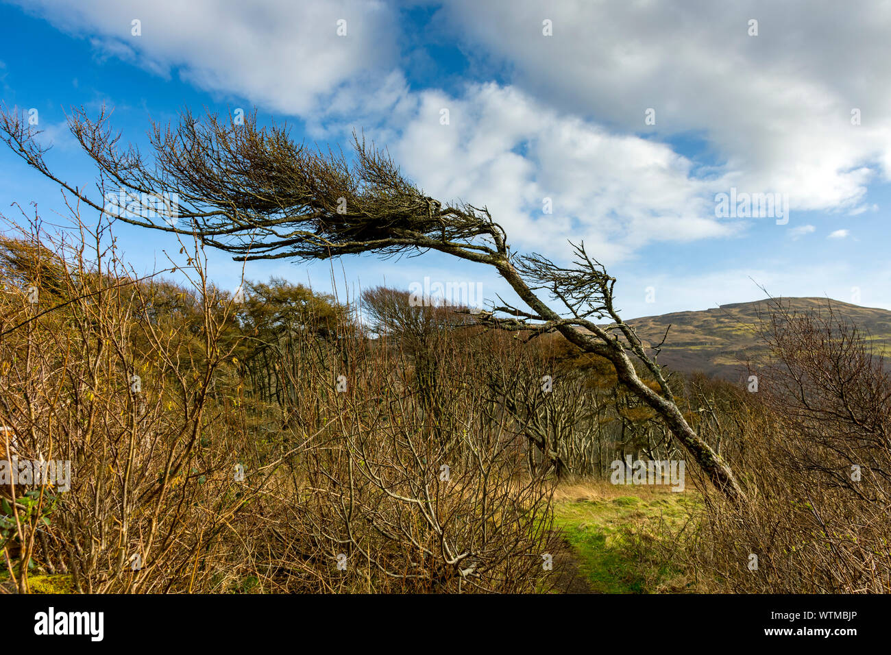 Vento Albero scolpito sulla scultura di Calgary a piedi, Calgary Bay, Isle of Mull, Scotland, Regno Unito Foto Stock