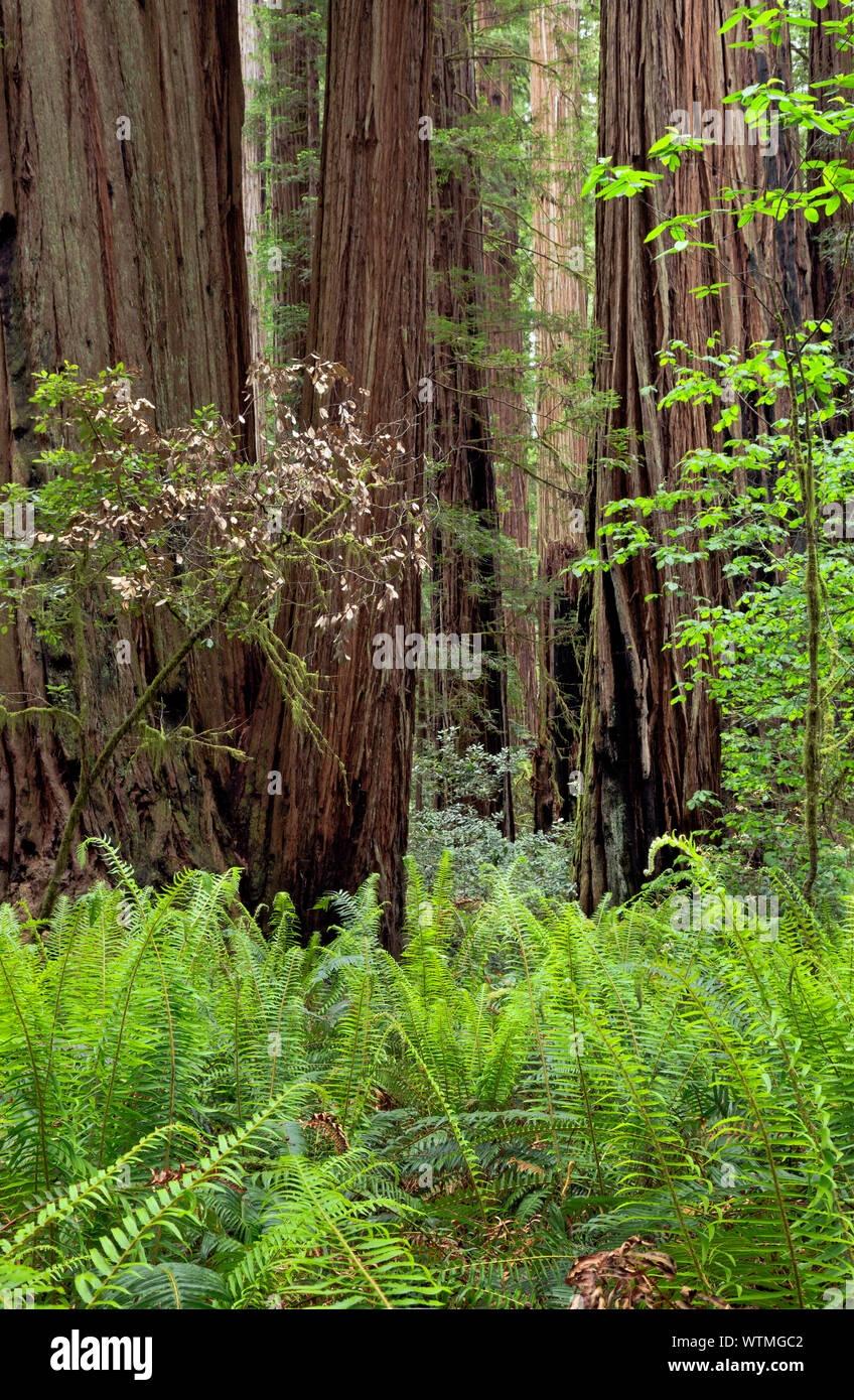 CA03525-00...CALIFORNIA - enormi alberi di sequoia, con un sottobosco di felci di spada a Stout Grove in Jedediah Smith Redwoods State Park. Foto Stock