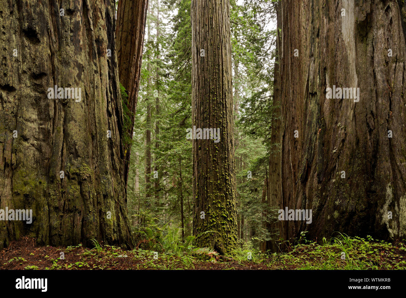 CA03536-00...CALIFORNIA - Redwood foresta da Cal canna Road nella Prairie Creek Redwoods State Park, parte di Redwoods nazionali e i parchi statali. Foto Stock