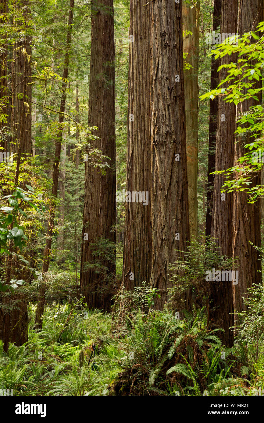 CA03528-00...CALIFORNIA - Carl Schenck Grove, Prairie Creek Redwoods State Park; parte di Redwoods nazionali e i parchi statali complesse. Foto Stock