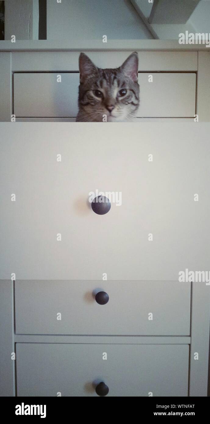 Ritratto di gatto nel cassetto Foto stock - Alamy