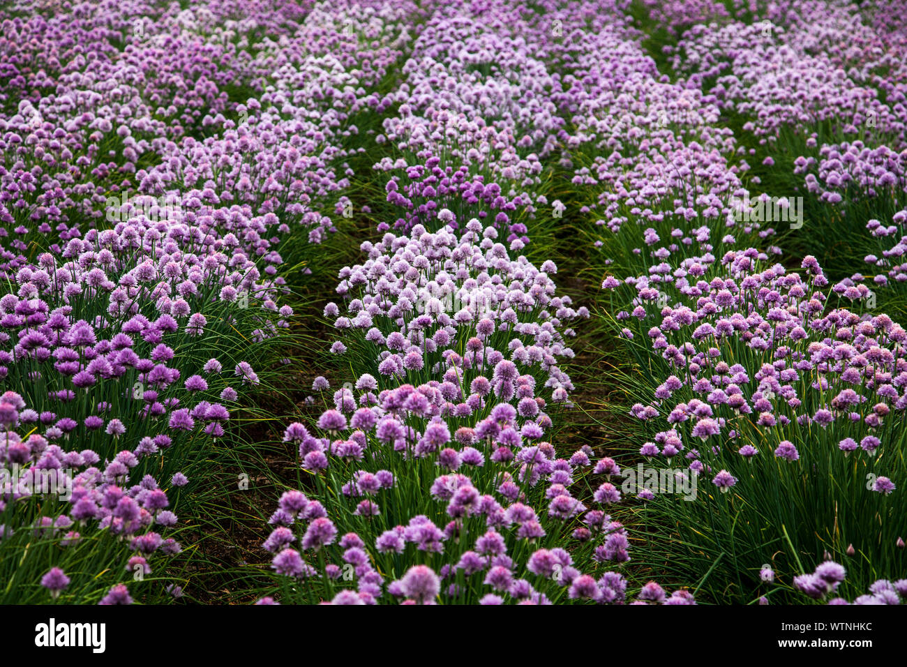 Colorata viola di campo dei fiori a Farm Tomita, un fiore in fattoria di Furano di Hokkaido, Giappone Foto Stock