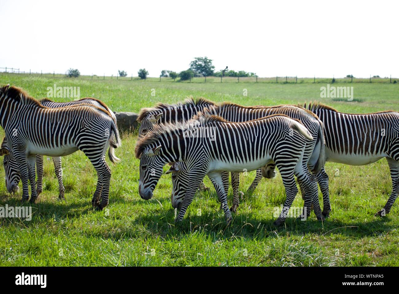 Allevamento di Grevy's Zebra al Wild in Cumberland. Equus grevyl è la più grande specie di zebra. In via di estinzione, ci sono meno di 3000 nel selvaggio. Stripp Foto Stock