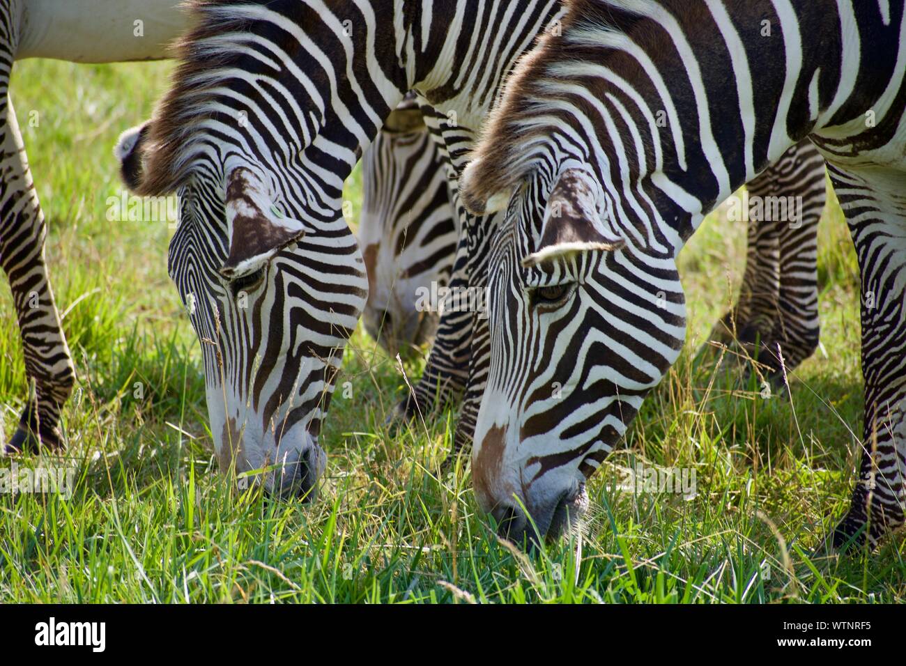 Allevamento di Grevy's Zebra al Wild in Cumberland. Equus grevyl è la più grande specie di zebra. In via di estinzione, ci sono meno di 3000 nel selvaggio. Stripp Foto Stock