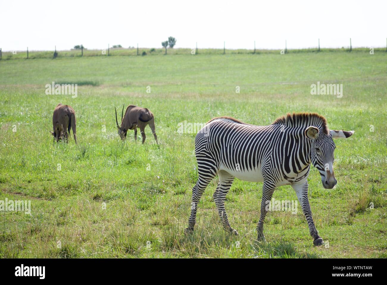 Allevamento di Grevy's Zebra al Wild in Cumberland. Equus grevyl è la più grande specie di zebra. In via di estinzione, ci sono meno di 3000 nel selvaggio. Stripp Foto Stock