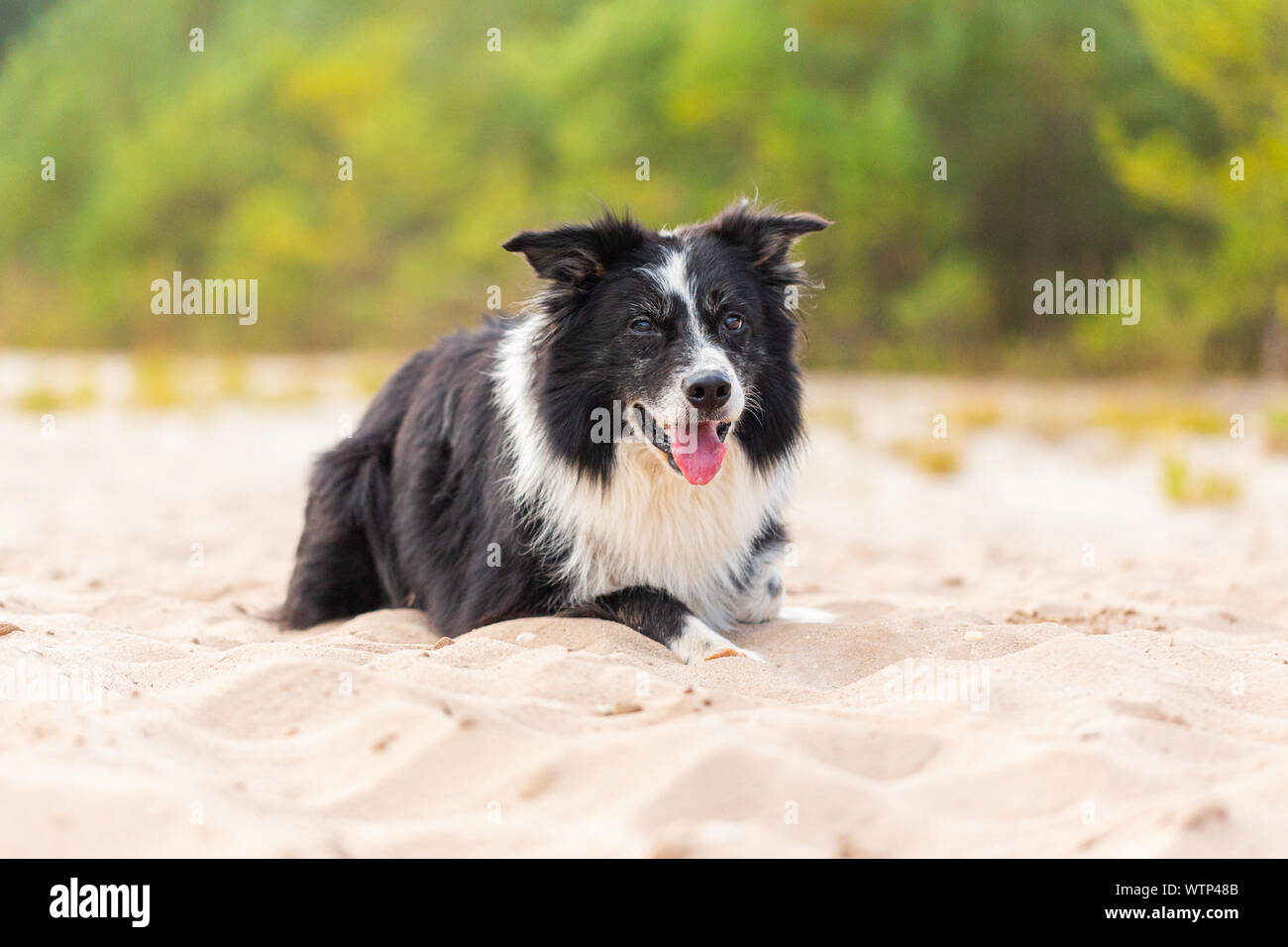 Ritratto di un Border Collie cane nella natura Foto Stock