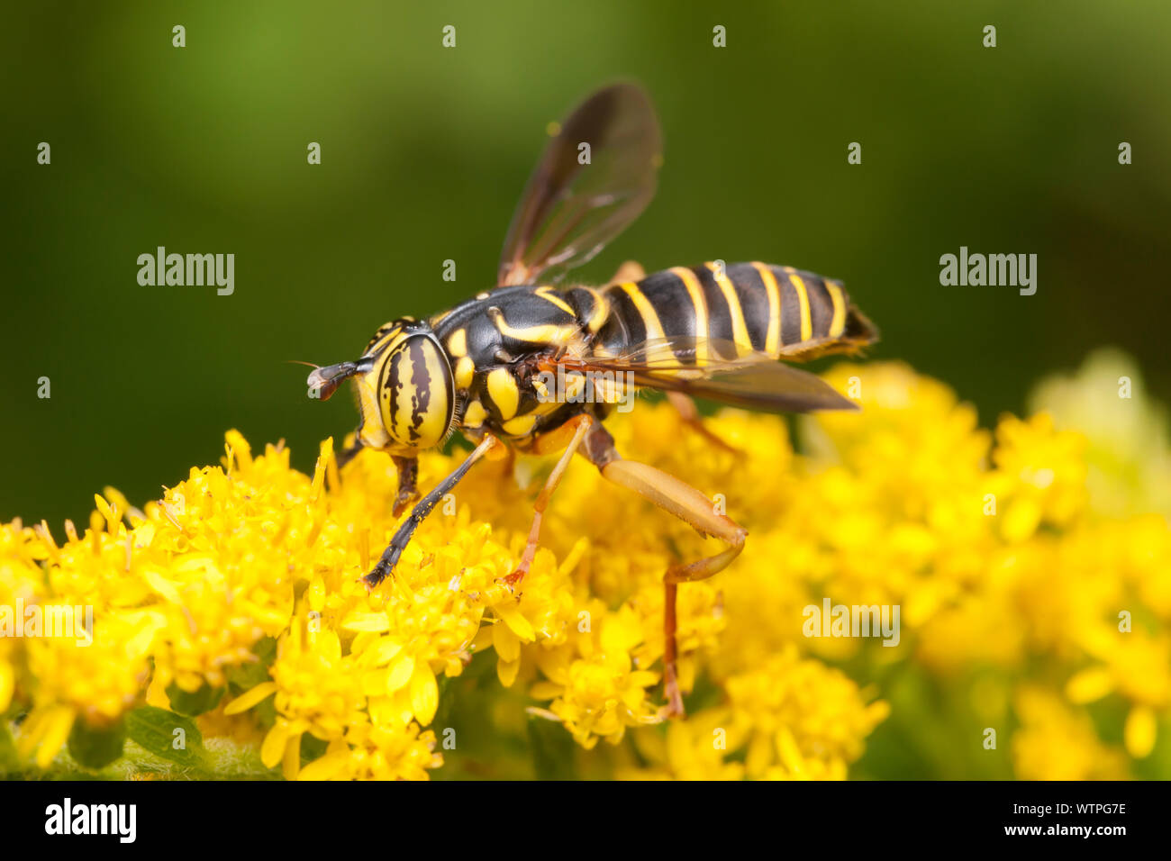 Un Syrphid Fly (Spilomyia longicornis) foraggio su un fiore di oro. Questo volo imita una vespa o yellowjacket. Foto Stock