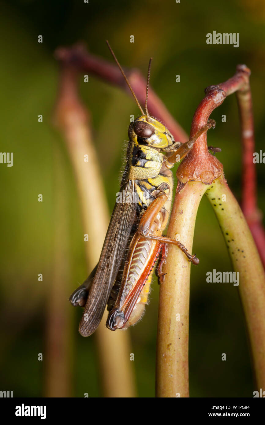 Red-gambe Grasshopper (Melanoplus femurrubrum) Foto Stock