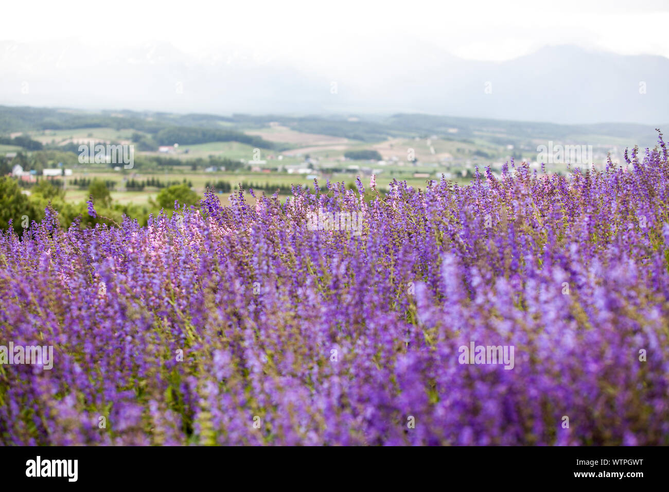 Colorata viola di campo dei fiori a Farm Tomita, un fiore in fattoria di Furano di Hokkaido, Giappone Foto Stock