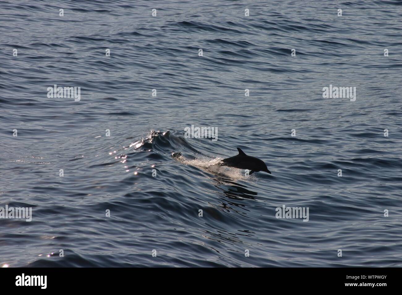 Dolphin Jump Up l'acqua Foto Stock