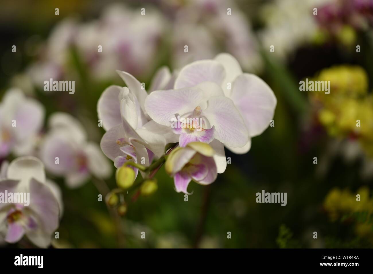 "Bella orchidea bianca con rosa close up Foto Stock