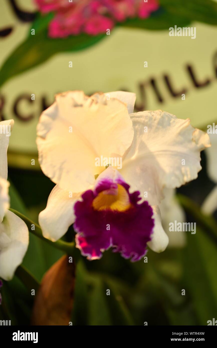 "Bella orchidea bianca con rosa close up Foto Stock