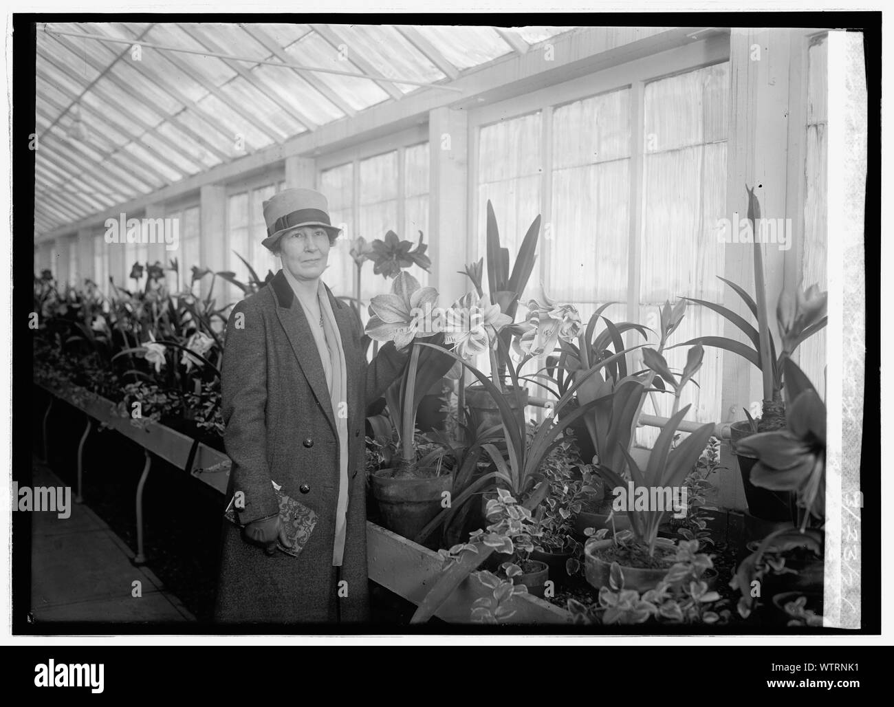 La sig.ra Jardine a Amaryllis show, 3/23/26 Foto Stock