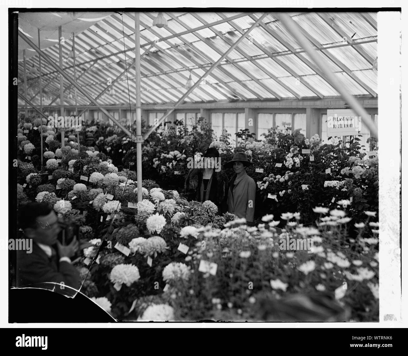 La sig.ra Jardine & Mrs. Coolidge crisantemo Show, 11/3/26 Foto Stock