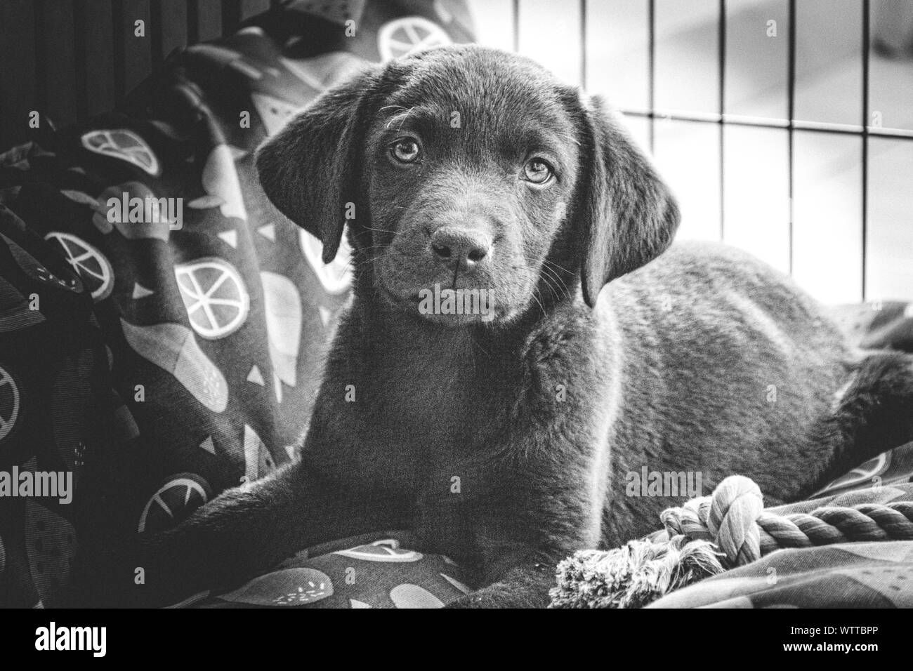 Il mio nuovo pet cucciolo di Labrador in posa per il suo primo ritratto foto dopo essere arrivati a casa. Foto Stock