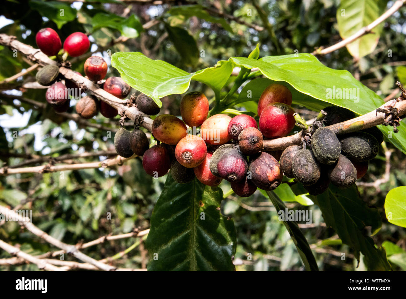 Mature i chicchi di caffè con problemi la pianta del caffè in Guatemala Foto Stock