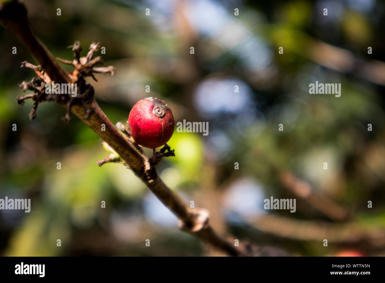 Ultimo chicco di caffè sul ramo sulla pianta del caffè in Guatemala Foto Stock