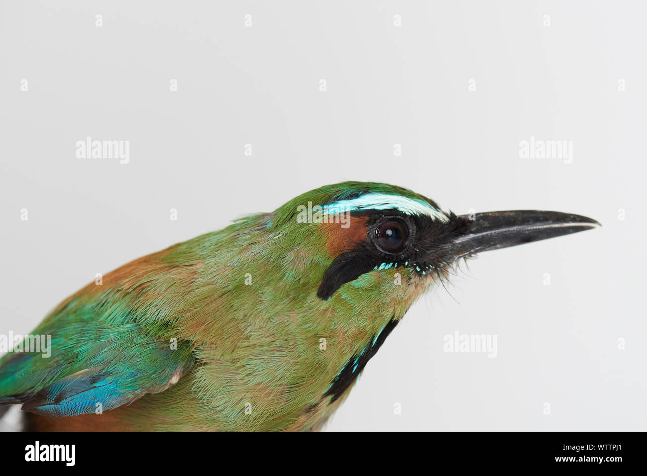 Vista di profilo di uccello guardabarranco isolato su bianco di sfondo per studio Foto Stock