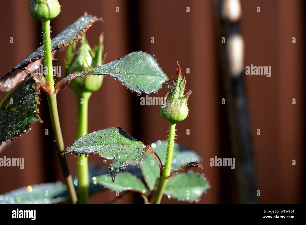 Le foglie di una rosa con gocce di rugiada closeup su un estate mattina di sole Foto Stock