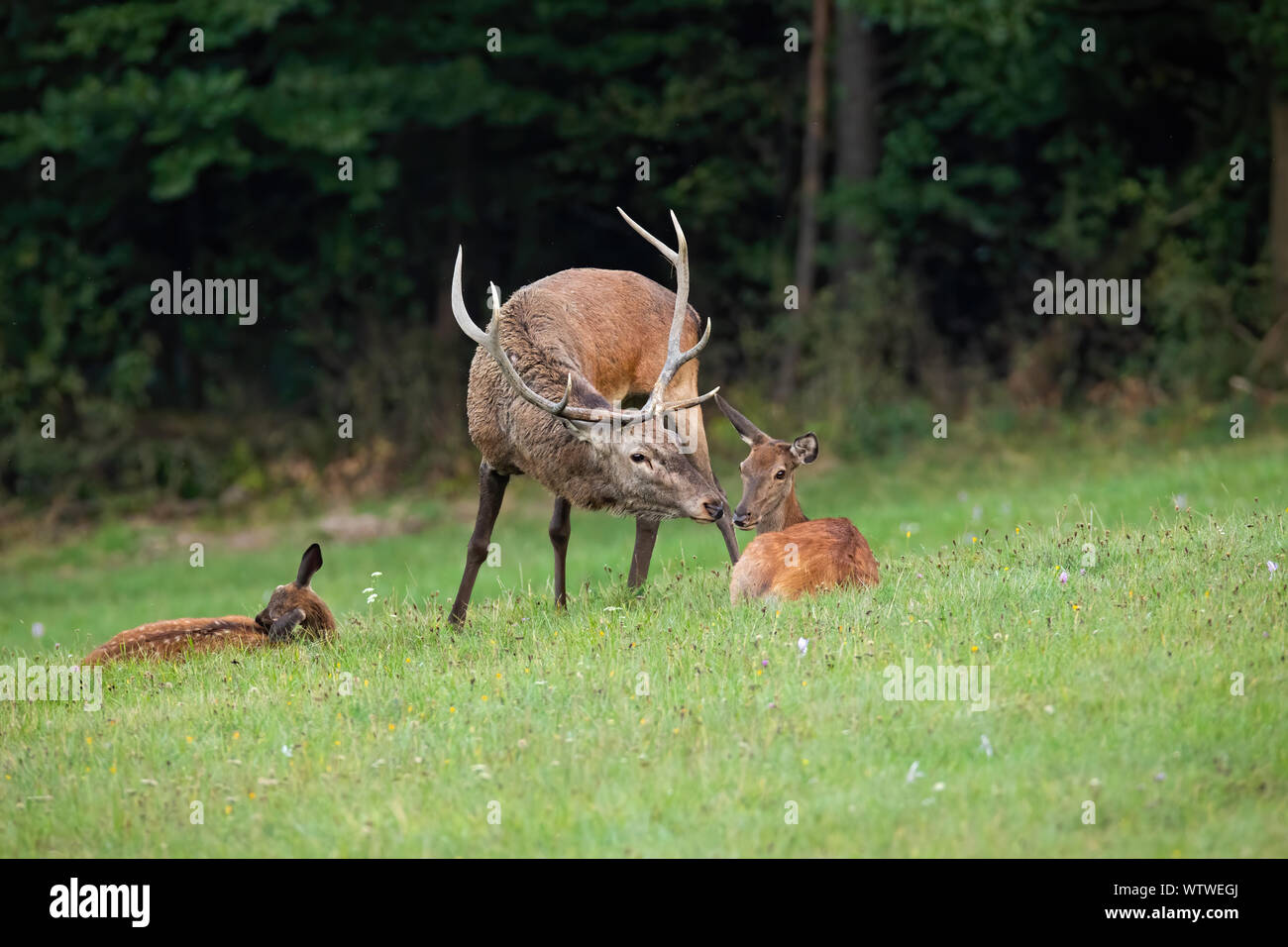 Cervi, Cervus elaphus, feste di addio al celibato e il DOE kissing nel deserto con copia spazio. Mammiferi genitore con giovani nelle vicinanze. Concetto di vicinanza e solidarietà Foto Stock