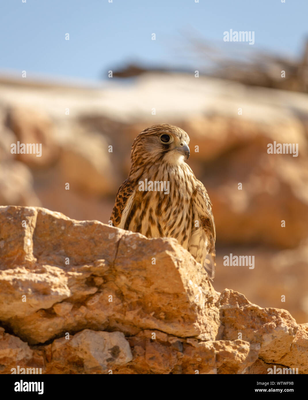 Close-up giovani hawk nel suo habitat naturale Foto Stock