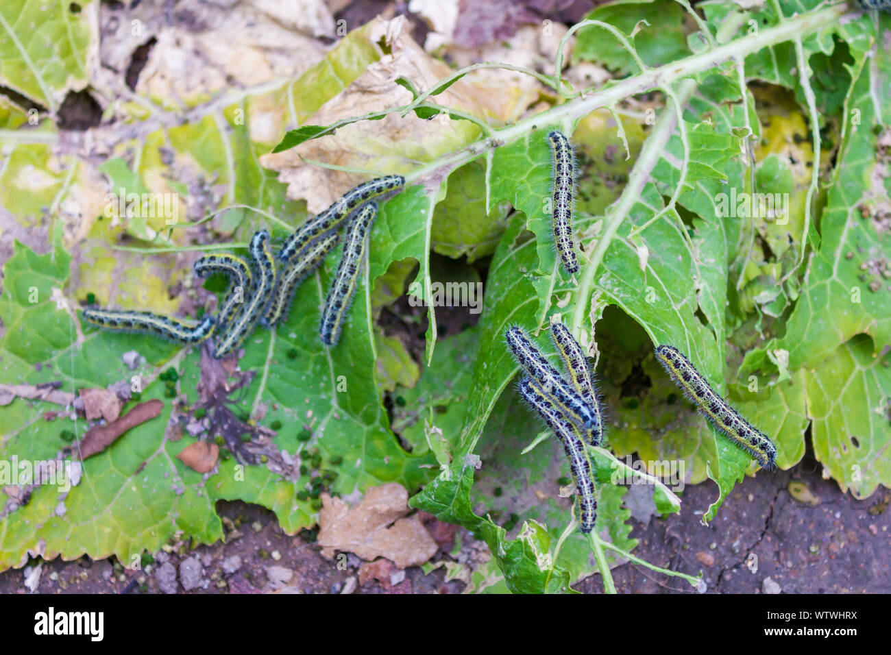 Leaf distrutta da un gruppo di bruchi Foto Stock