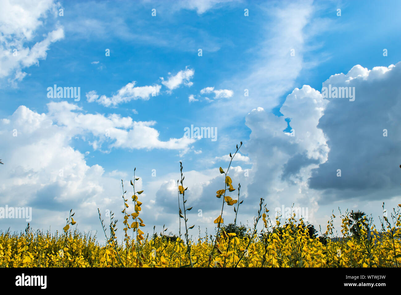 Giallo Crotalaria juncea L. Flower con un luminoso cielo blu. Foto Stock