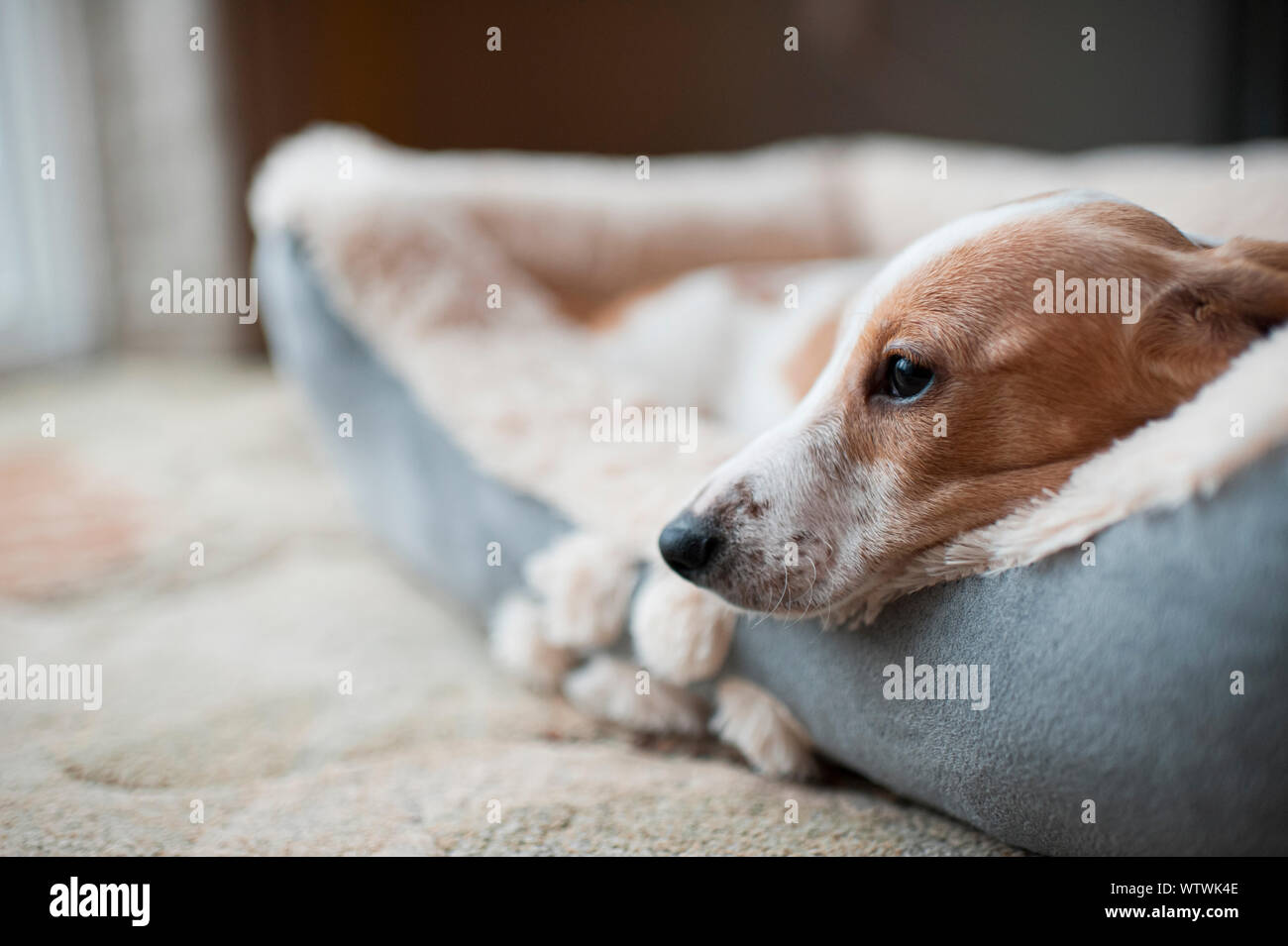 Bassotto cucciolo che stabilisce nel suo nuovo letto a casa a guardare fuori del telaio Foto Stock