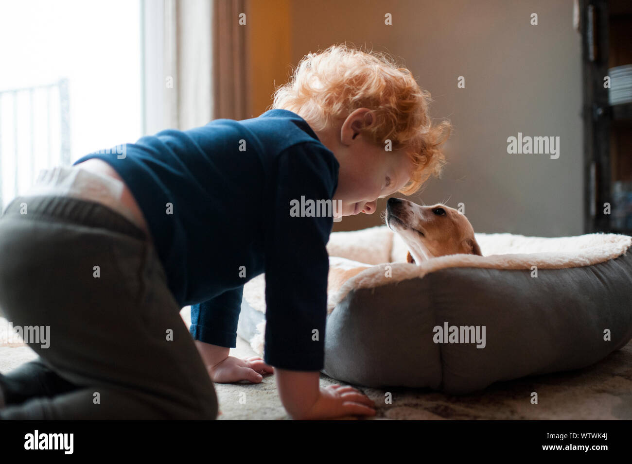 Il Toddler boy guardando nuovo bassotto cucciolo in casa della nonna Foto Stock