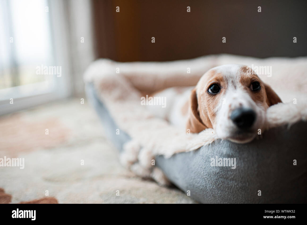 Wiener cucciolo posa nel letto del cane a casa Foto Stock