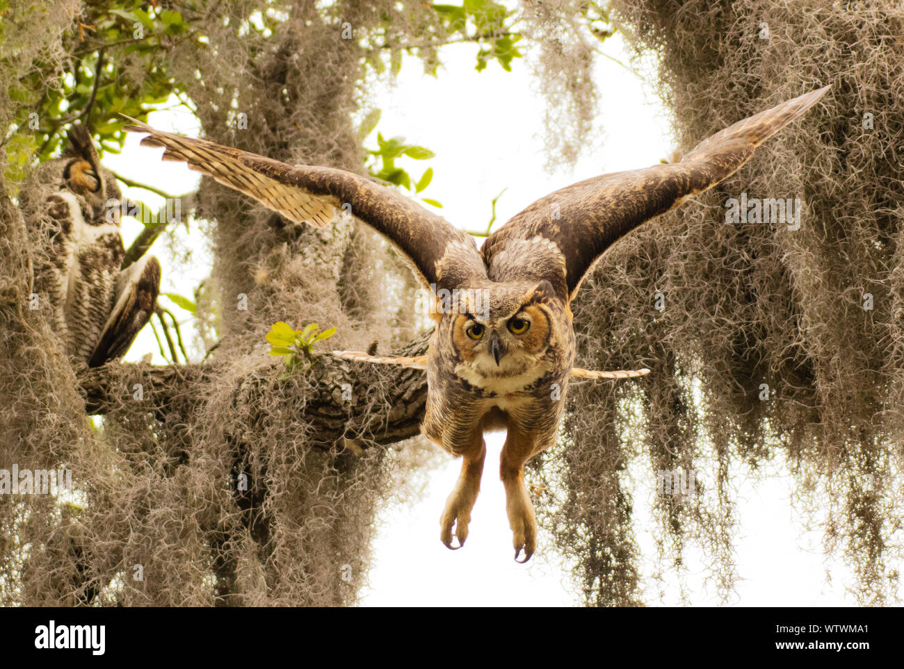 Una femmina di grande gufo cornuto vola giù da un ramo di alta pesce persico per assistere ai capretti civetta nel nido di seguito, lungo la riva di Tampa Bay. Foto Stock