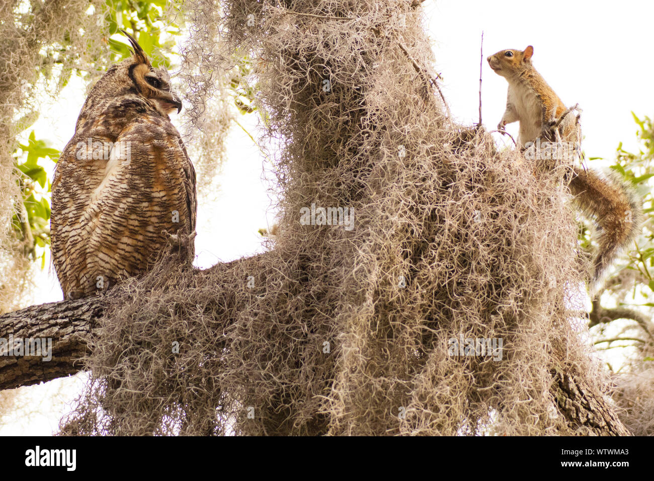 Un adulto grande gufo cornuto guarda lo scoiattolo, arrampicata vicino in un albero vicino il loro nido, lungo la costa della Baia di Tampa, Florida. Foto Stock