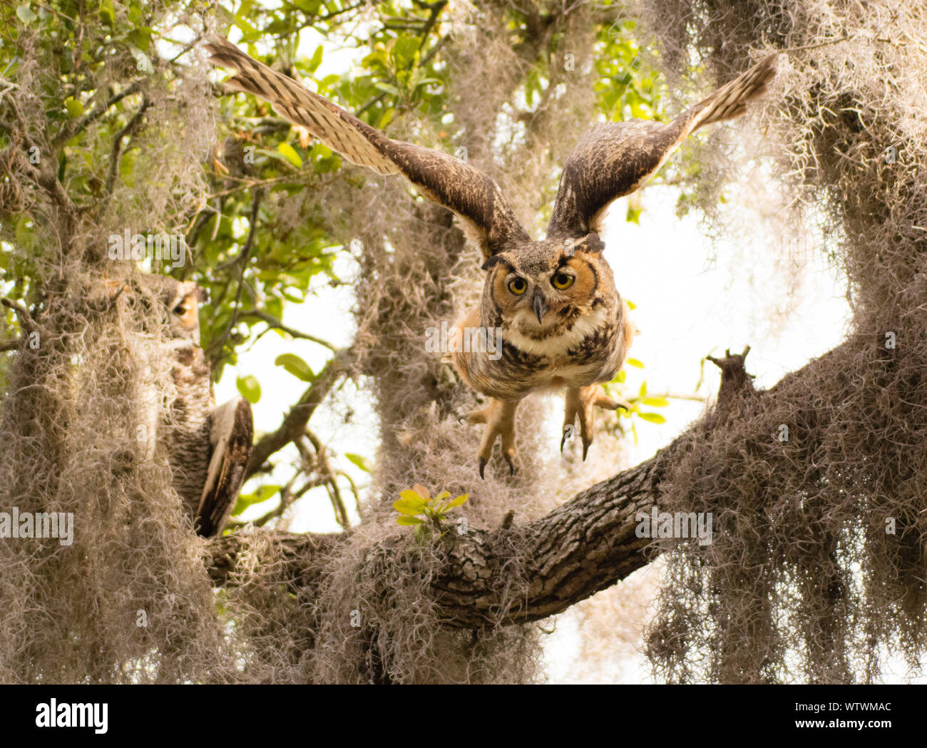 Una femmina di grande gufo cornuto vola giù da un ramo di alta pesce persico per assistere ai capretti civetta nel nido di seguito, lungo la riva di Tampa Bay. Foto Stock