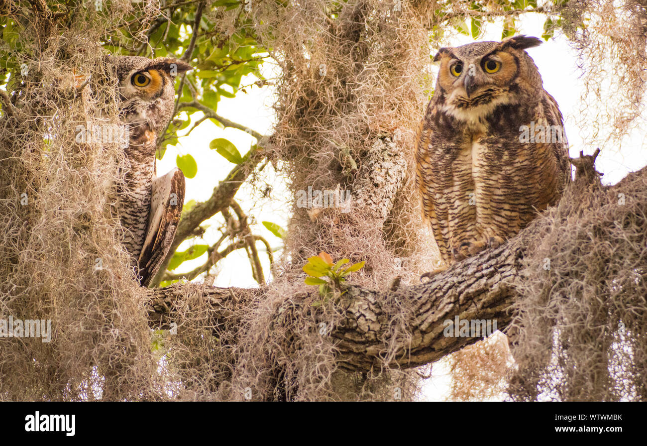 Adulto grande cornuto gufi mantenere un orologio sul nido di seguito da un alto ramo di un albero lungo la riva di Tampa Bay. Foto Stock