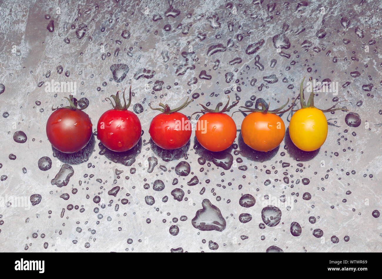 La perfetta gradazione di colori linea di diversi tipi di pomodori sulla superficie bagnata Foto Stock