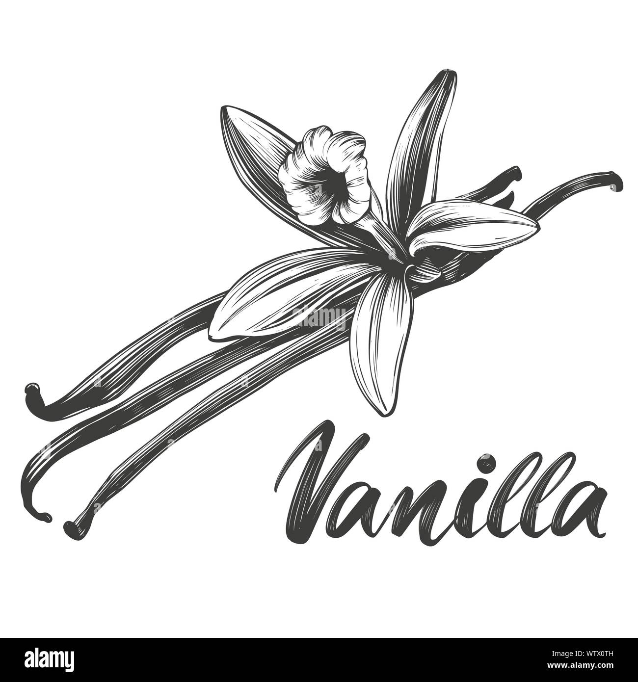 La vaniglia spice ingrediente per la cottura di alimenti isolati su sfondo bianco disegnati a mano illustrazione vettoriale disegno realistico. Illustrazione Vettoriale