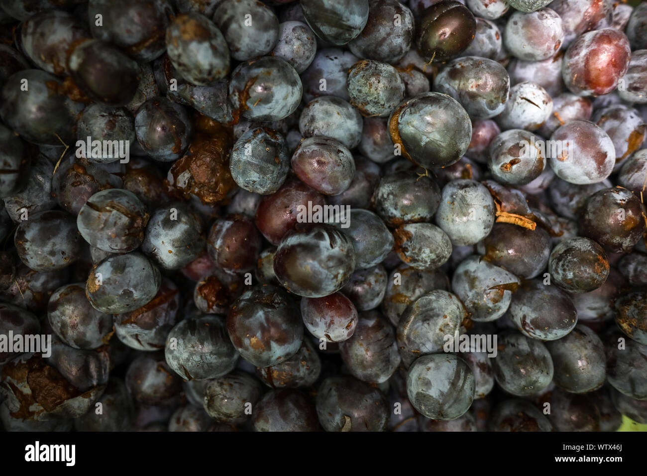 Susine mature all'interno di un verde in plastica canna lasciate fermentare per produrre fatto a mano forte alcool (moonshine o brandy alla prugna) Foto Stock