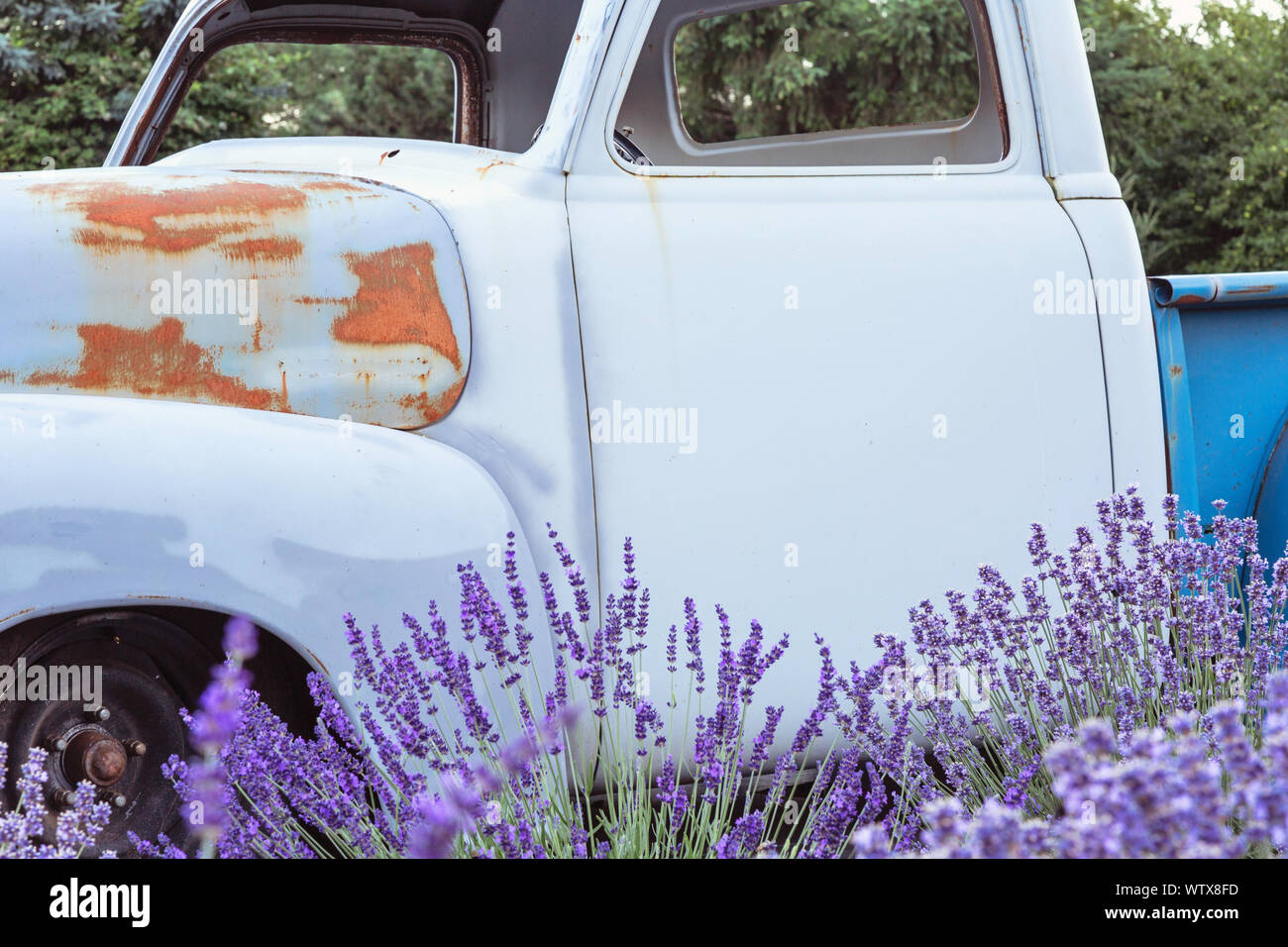 Lavanda Foto Stock