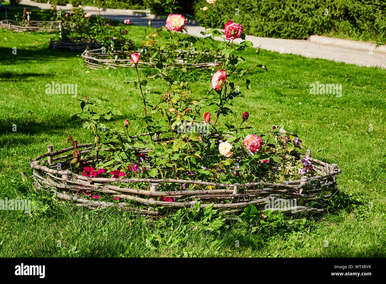 Il design urbano aiuola di fiori con rose. Multi-fiori colorati e un percorso con un prato verde in un parco della città Foto Stock